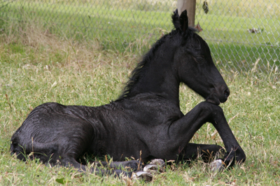 friesian foal