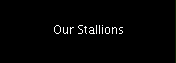 Our Stallions